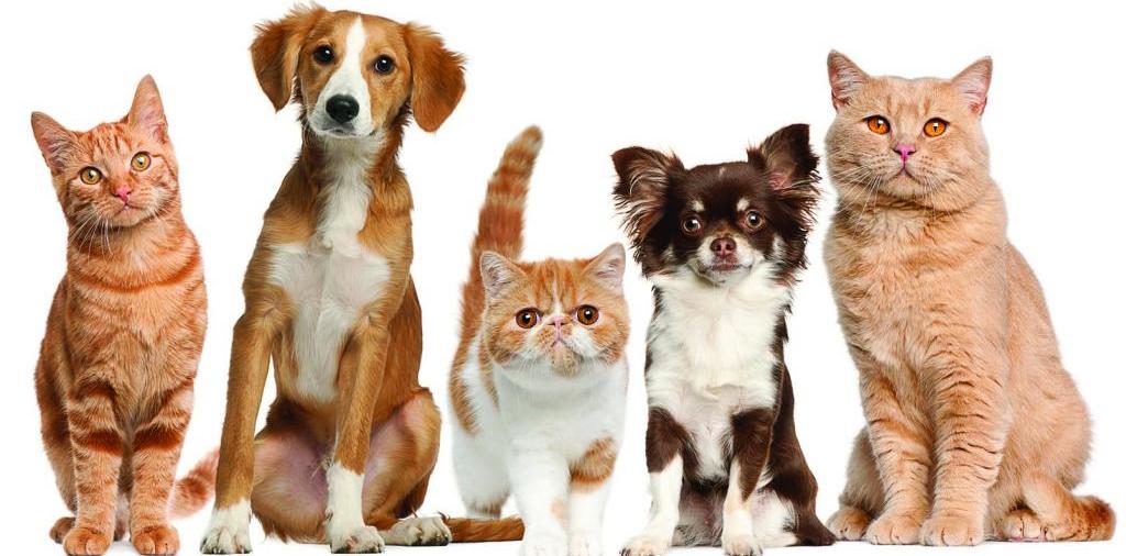 Доска объявлений о животных | ЗооТом - продажа, вязка и услуги для животных в Цимлянске