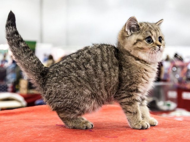 Породы кошек в Цимлянске | ЗооТом портал о животных