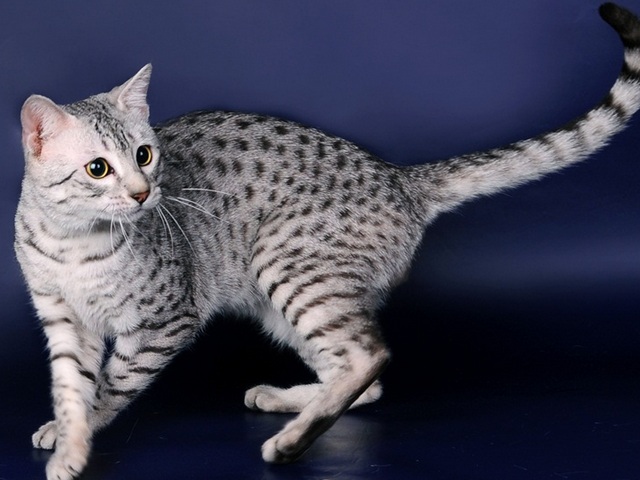 Породы кошек в Цимлянске | ЗооТом портал о животных