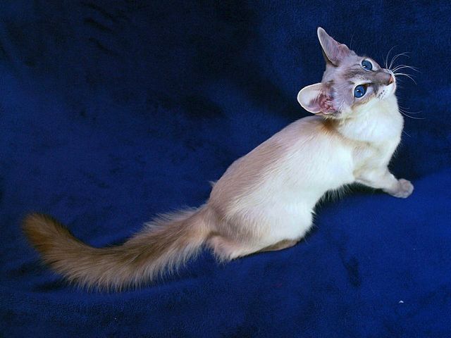 Выведенные породы кошек в Цимлянске | ЗооТом портал о животных