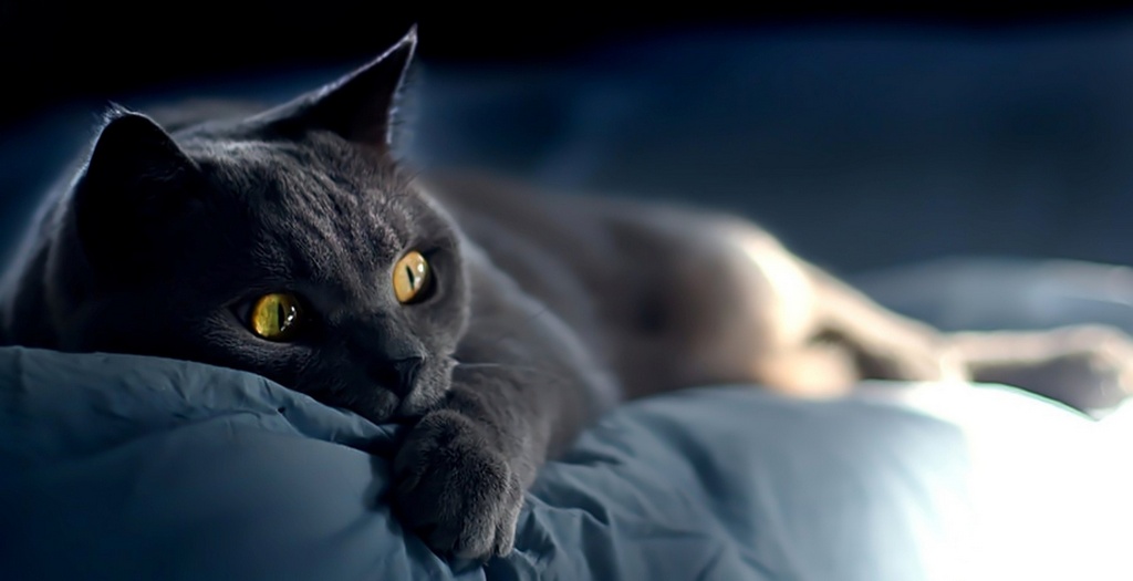 Объявления о кошках | ЗооТом - продажа, вязка и услуги для животных в Цимлянске