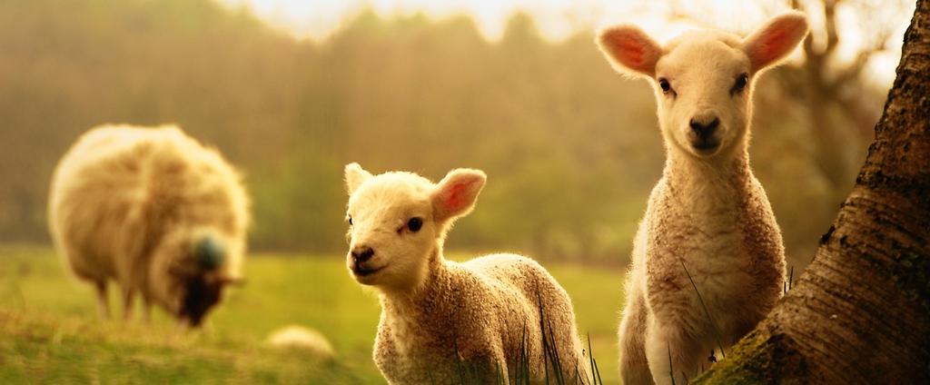 Объявления о сельскохозяйственных животных | ЗооТом - продажа, вязка и услуги для животных в Цимлянске