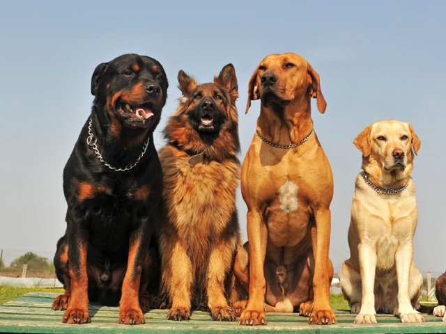 Крупные породы собак в Цимлянске | ЗооТом портал о животных