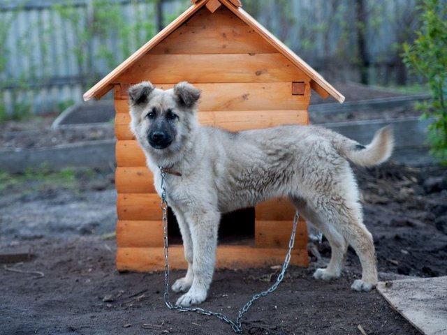 Все о собаках в Цимлянске Все о собаках в Цимлянске